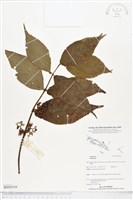 登錄號:BS05519藏品圖，第1張