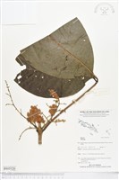 登錄號:BS05520藏品圖，第1張