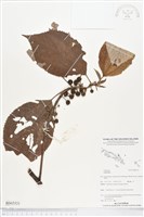 登錄號:BS05521藏品圖，第1張