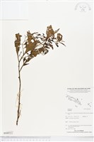 登錄號:BS05522藏品圖，第1張