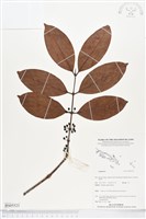 登錄號:BS05523藏品圖，第1張