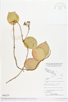 登錄號:BS05524藏品圖，第1張
