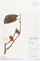 登錄號:BS05526藏品圖，第1張