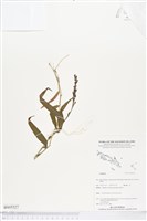 登錄號:BS05527藏品圖，第1張