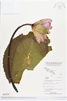 登錄號:BS05528藏品圖，第1張