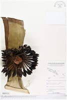 登錄號:BS05529藏品圖，第1張