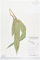 登錄號:BS05530藏品圖，第1張