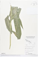 登錄號:BS05531藏品圖，第1張