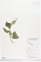 登錄號:BS05532藏品圖，第1張
