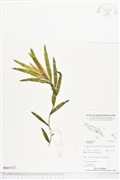 登錄號:BS05533藏品圖，第1張