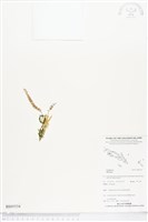 登錄號:BS05534藏品圖，第1張