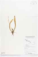 登錄號:BS05535藏品圖，第1張