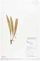 登錄號:BS05536藏品圖，第1張