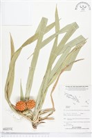 登錄號:BS05538藏品圖，第1張