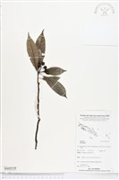 登錄號:BS05539藏品圖，第1張