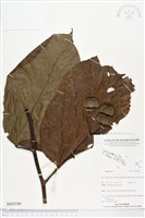 登錄號:BS05540藏品圖，第1張