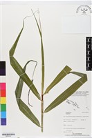 登錄號:BS05542藏品圖，第1張