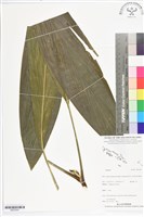 登錄號:BS05543藏品圖，第1張