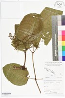 登錄號:BS05544藏品圖，第1張