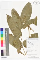 登錄號:BS05545藏品圖，第1張