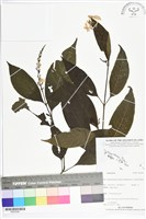登錄號:BS05546藏品圖，第1張
