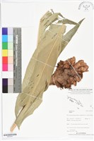 登錄號:BS05547藏品圖，第1張
