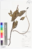 登錄號:BS05548藏品圖，第1張