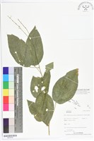登錄號:BS05549藏品圖，第1張