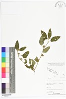 登錄號:BS05551藏品圖，第1張