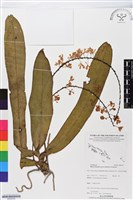 登錄號:BS05552藏品圖，第1張