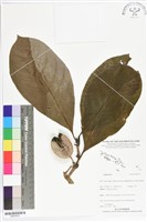 登錄號:BS05553藏品圖，第1張