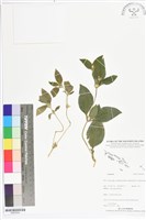 登錄號:BS05554藏品圖，第1張