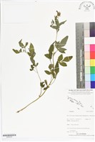 登錄號:BS05555藏品圖，第1張