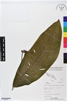 登錄號:BS05556藏品圖，第1張