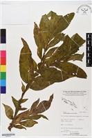 登錄號:BS05557藏品圖，第1張