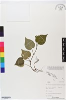 登錄號:BS05558藏品圖，第1張