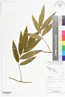 登錄號:BS05559藏品圖，第1張