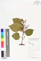 登錄號:BS05561藏品圖，第1張
