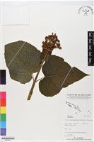 登錄號:BS05562藏品圖，第1張