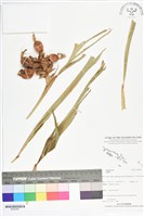 登錄號:BS05563藏品圖，第1張