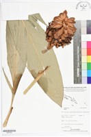 登錄號:BS05564藏品圖，第1張
