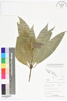登錄號:BS05565藏品圖，第1張