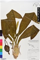 登錄號:BS05566藏品圖，第1張