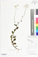 登錄號:BS05567藏品圖，第1張