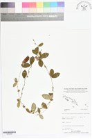 登錄號:BS05568藏品圖，第1張