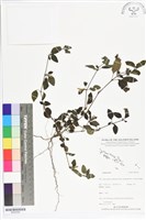 登錄號:BS05569藏品圖，第1張