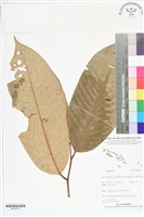 登錄號:BS05570藏品圖，第1張