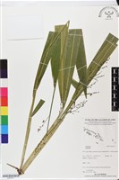 登錄號:BS05571藏品圖，第1張