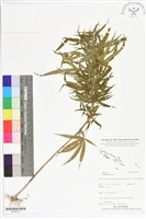 大麻藏品圖，第1張