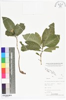 登錄號:BS05573藏品圖，第1張